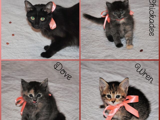 Silent Sunday: Available for Adoption