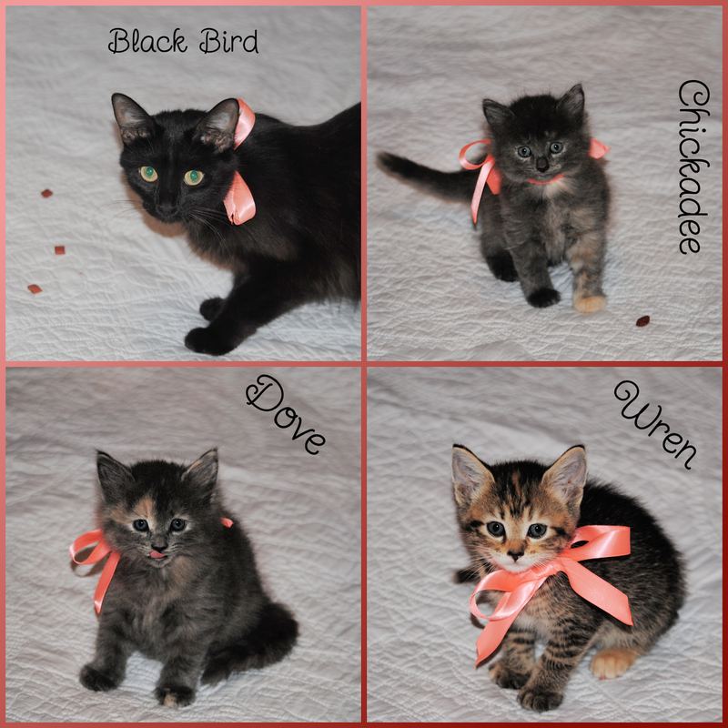 Silent Sunday:  Available for Adoption – photo 1
