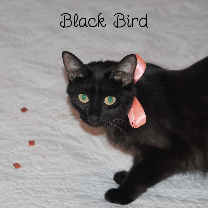Silent Sunday:  Available for Adoption – photo 2