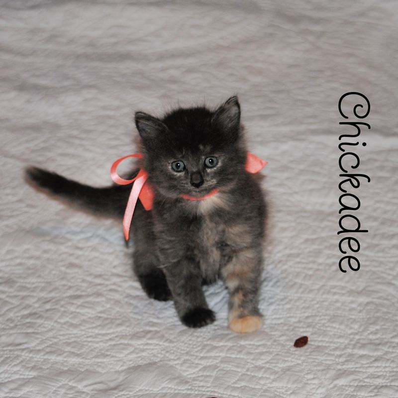 Silent Sunday:  Available for Adoption – photo 3