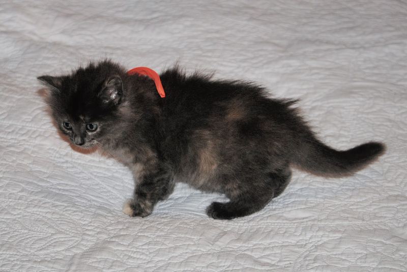 Silent Sunday:  Available for Adoption – photo 4