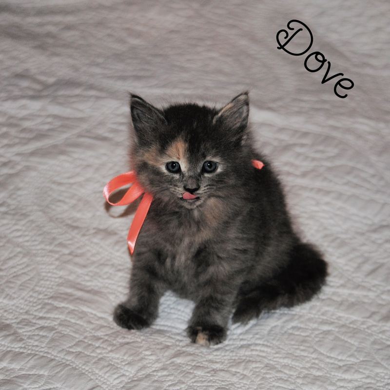 Silent Sunday:  Available for Adoption – photo 5