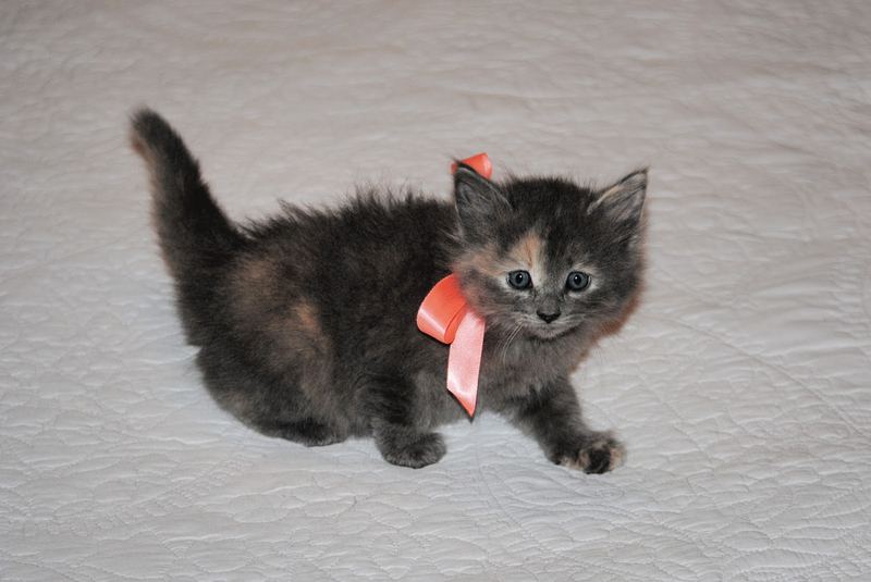 Silent Sunday:  Available for Adoption – photo 6
