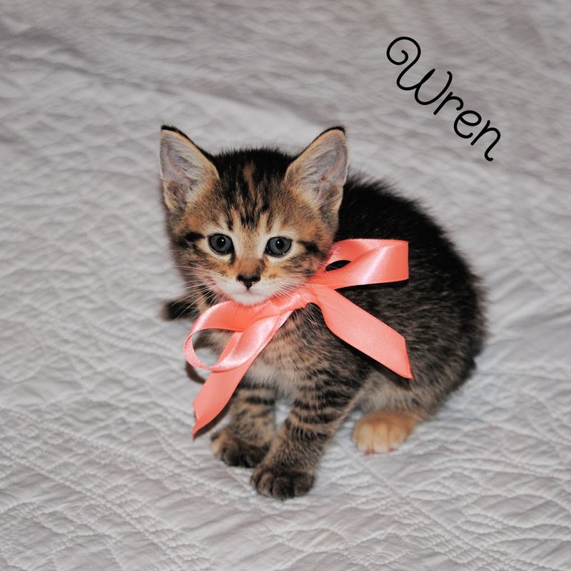Silent Sunday:  Available for Adoption – photo 7