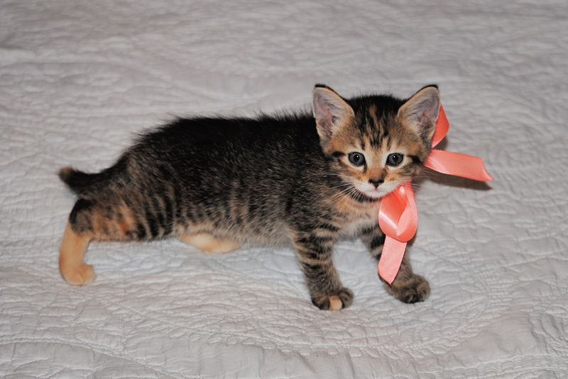 Silent Sunday:  Available for Adoption – photo 8