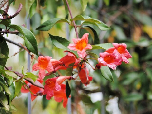 Fading Crossvine