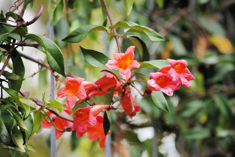 Fading Crossvine – photo 1