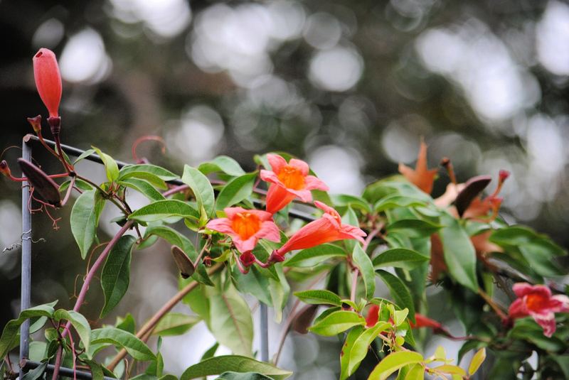 Fading Crossvine – photo 3