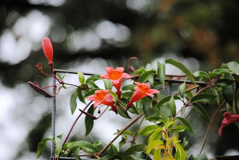 Fading Crossvine – photo 4