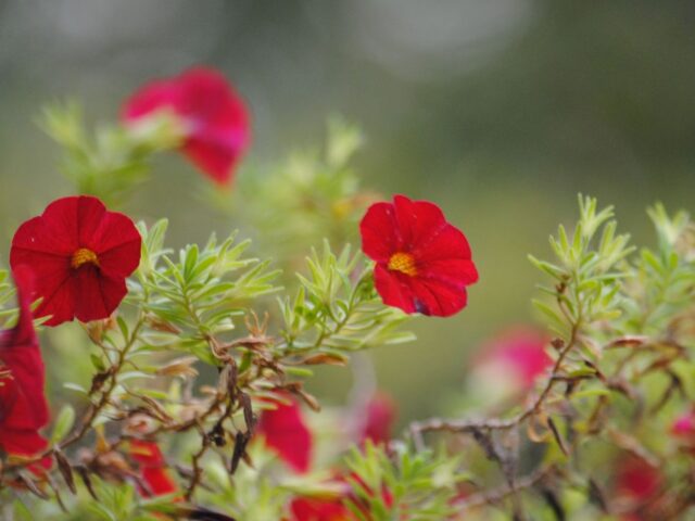 Silent Sunday: Calibrachoa