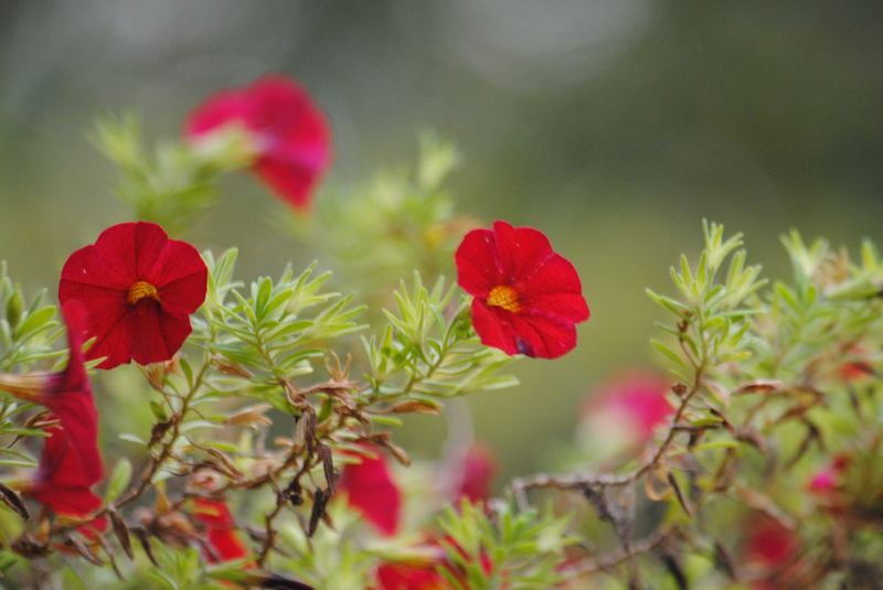 Silent Sunday: Calibrachoa – photo 1