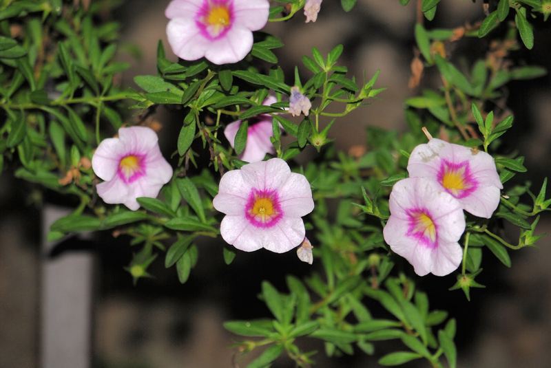 Silent Sunday: Calibrachoa – photo 2