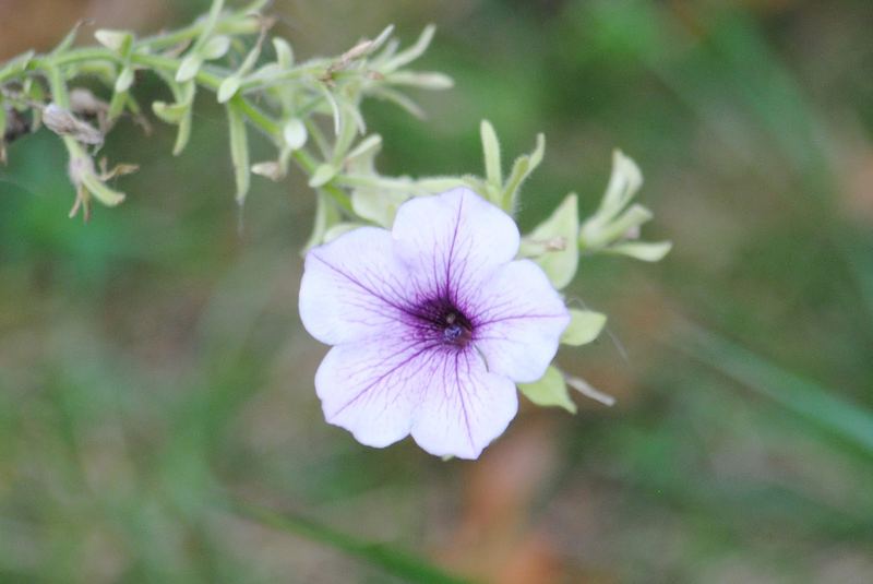 Silent Sunday: Calibrachoa – photo 3