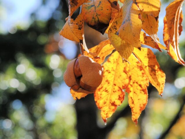 Buckeyes Bursting