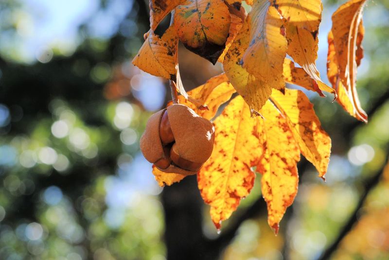 Buckeyes Bursting – photo 1