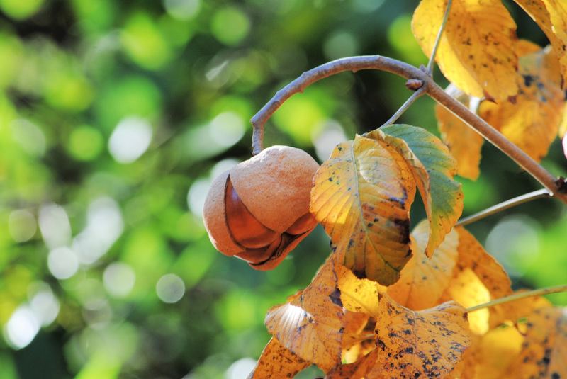 Buckeyes Bursting – photo 4