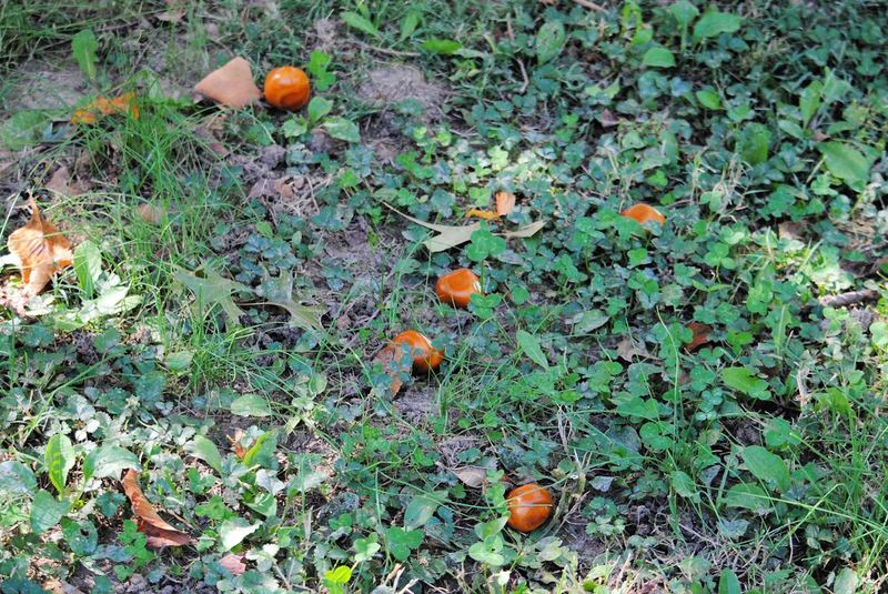 Buckeyes Bursting – photo 5