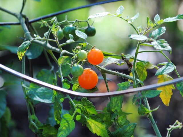 Cherry Tomatoes