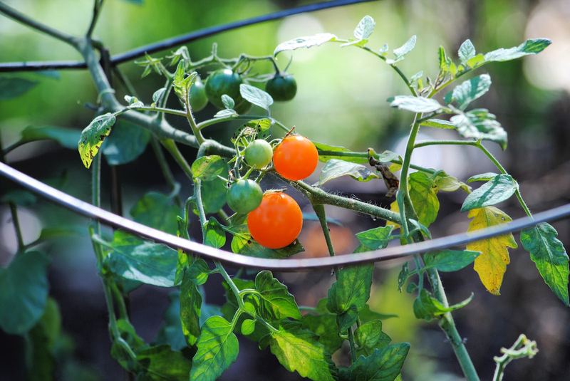 Cherry Tomatoes – photo 1