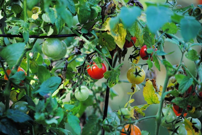 Cherry Tomatoes – photo 3