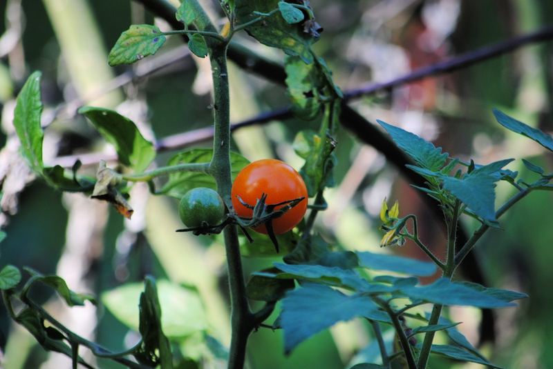 Cherry Tomatoes – photo 4