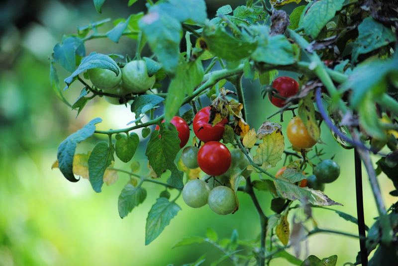 Cherry Tomatoes – photo 5