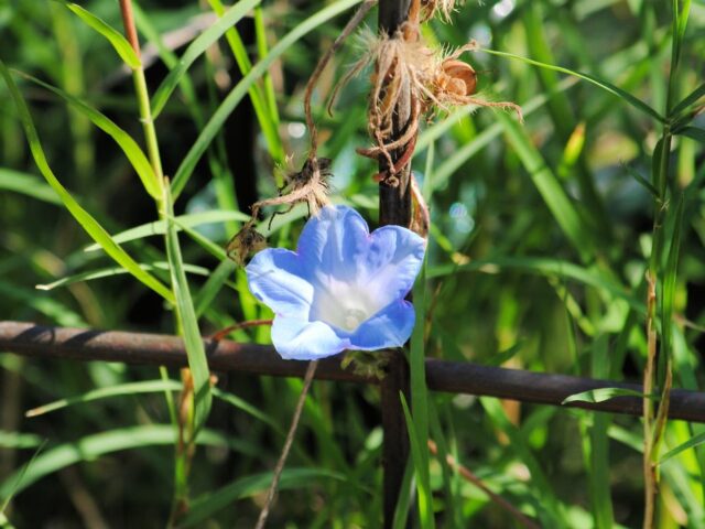 Goodbye for now, Morning Glories