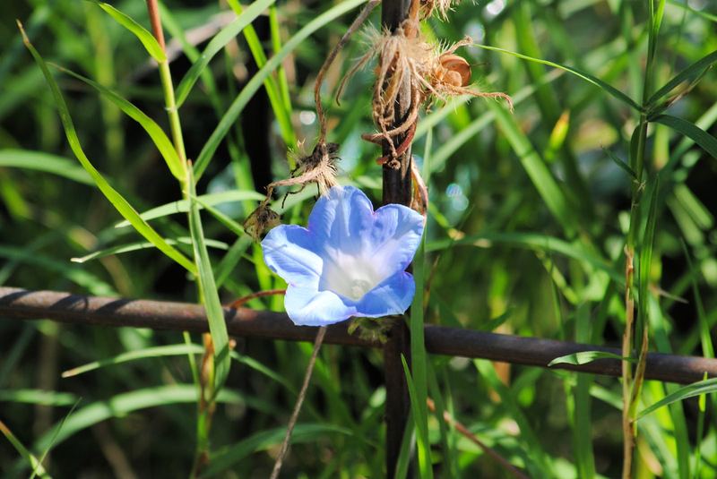 Goodbye for now, Morning Glories – photo 1