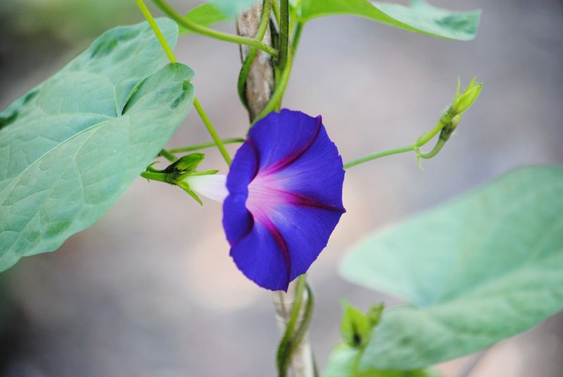Goodbye for now, Morning Glories – photo 2