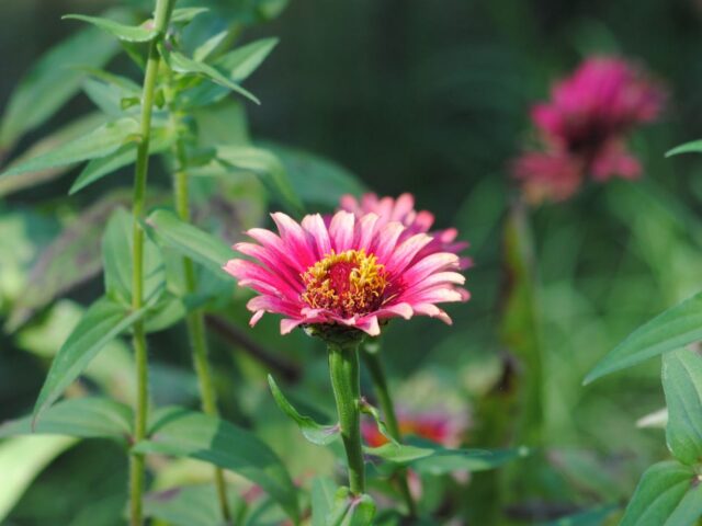 Last of my Pink Zinnias