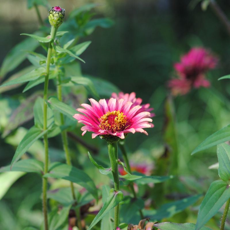 Last of my Pink Zinnias – photo 1