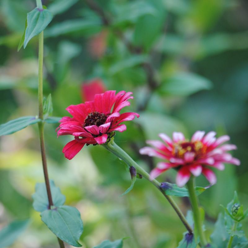 Last of my Pink Zinnias – photo 3