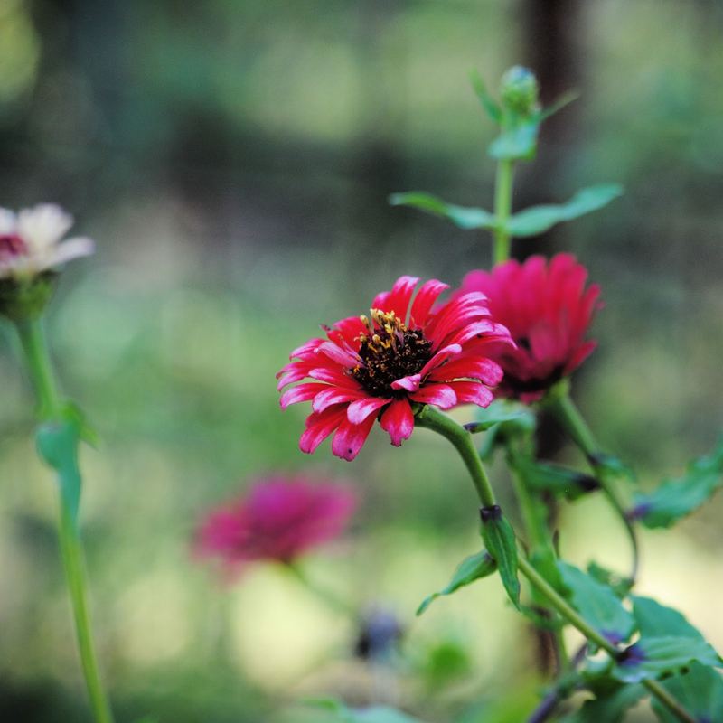 Last of my Pink Zinnias – photo 4