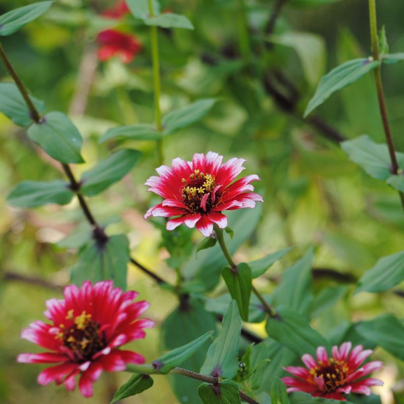 Last of my Pink Zinnias – photo 5