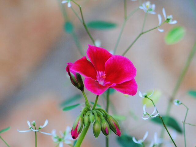 Vibrant Geraniums 2023