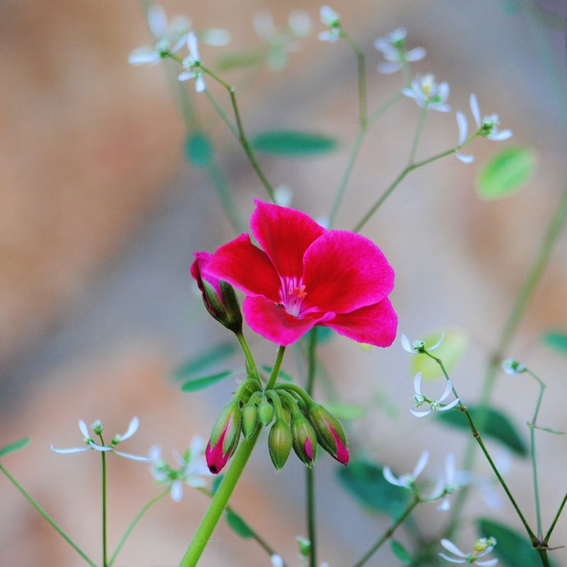 Vibrant Geraniums 2023 – photo 1
