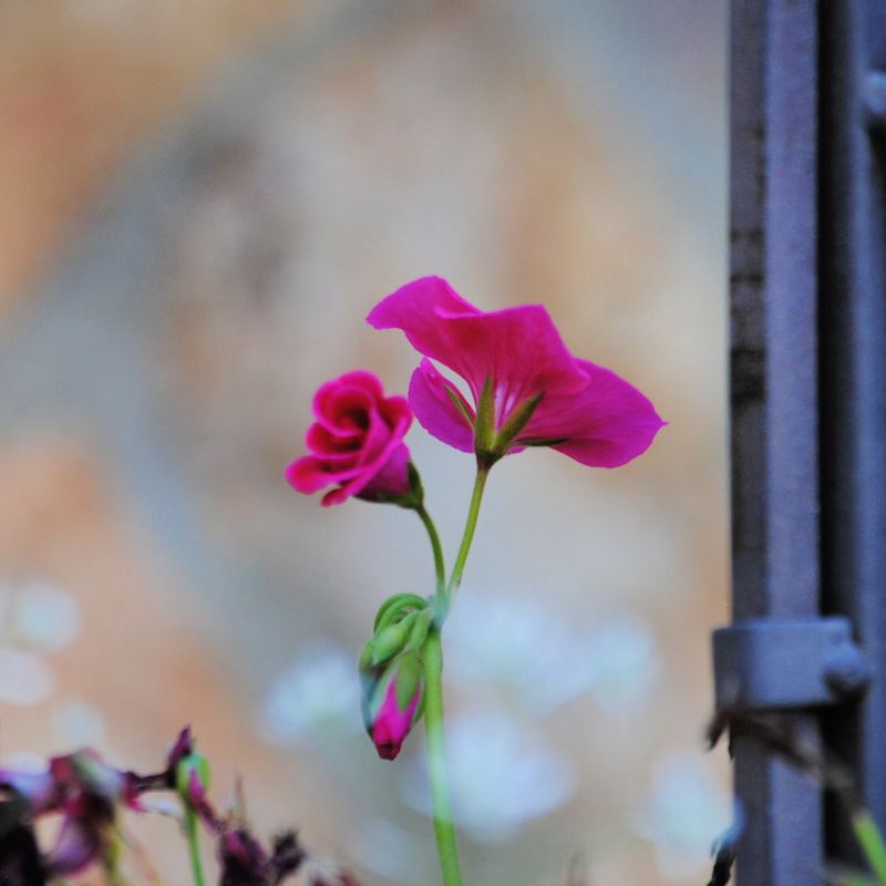 Vibrant Geraniums 2023 – photo 3
