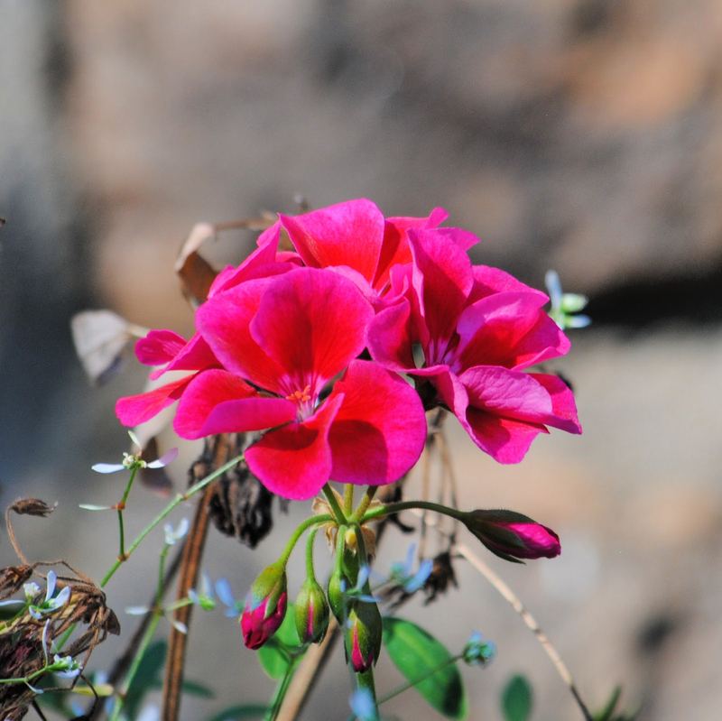 Vibrant Geraniums 2023 – photo 4