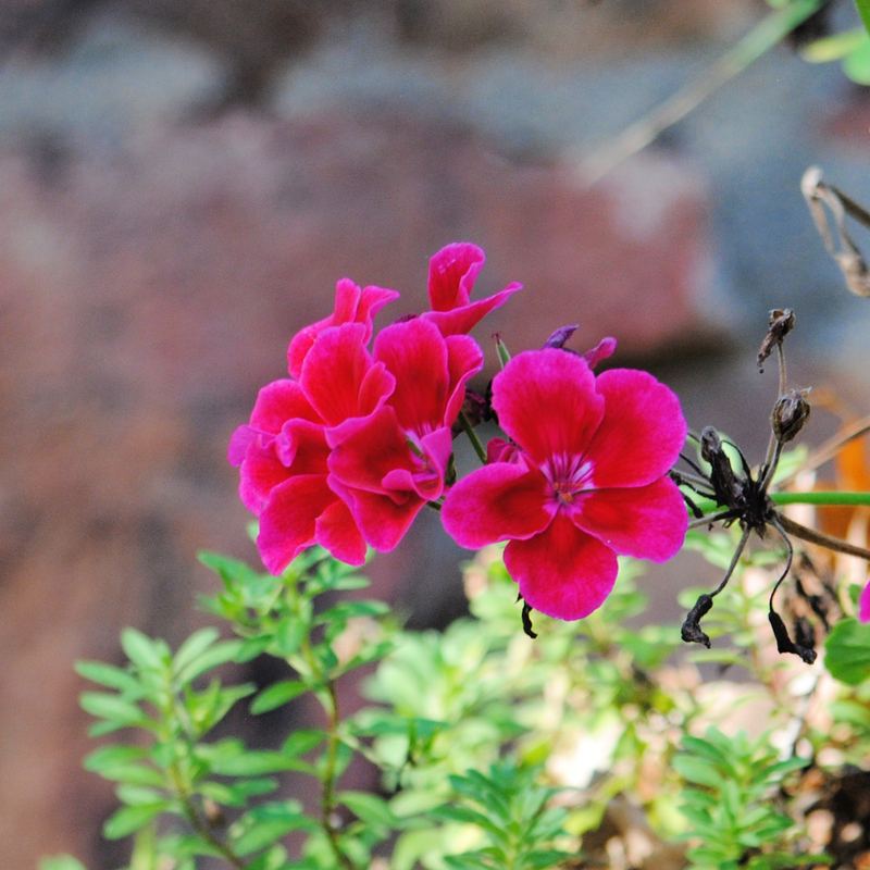 Vibrant Geraniums 2023 – photo 5