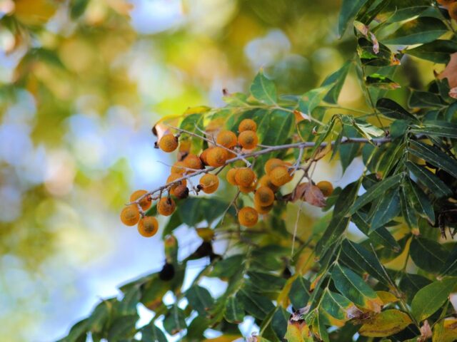 Western Soapberry