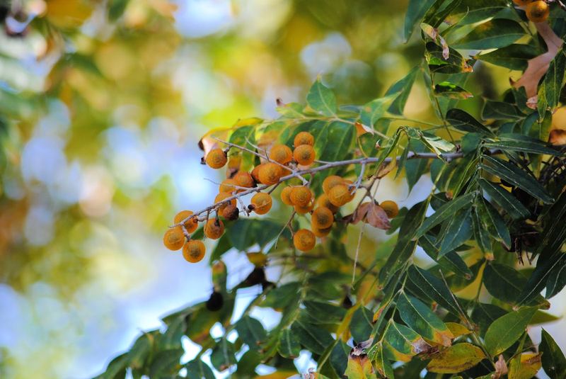 Western Soapberry – photo 1