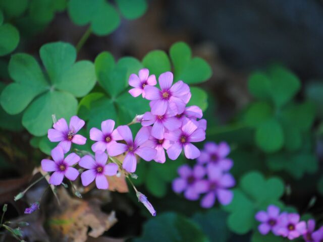 Native Oxalis