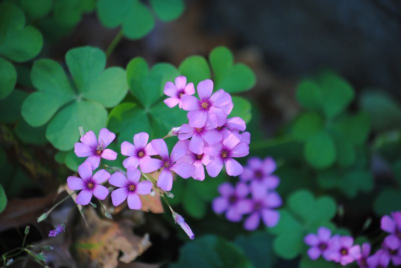 Native Oxalis – photo 1