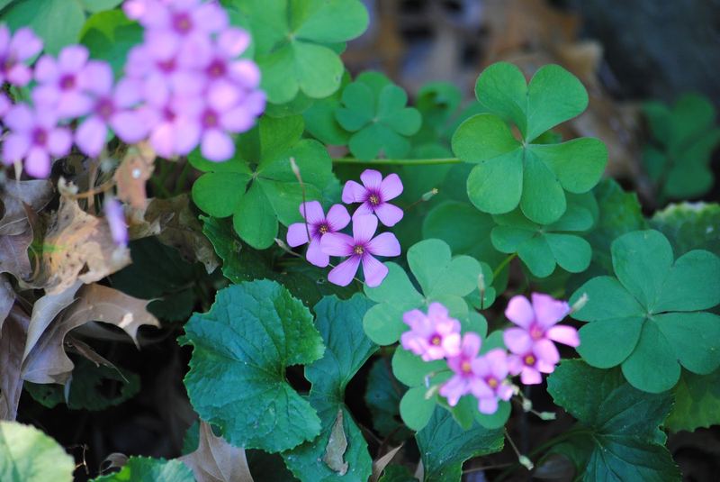 Native Oxalis – photo 3
