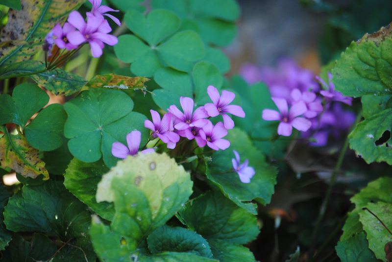 Native Oxalis – photo 4