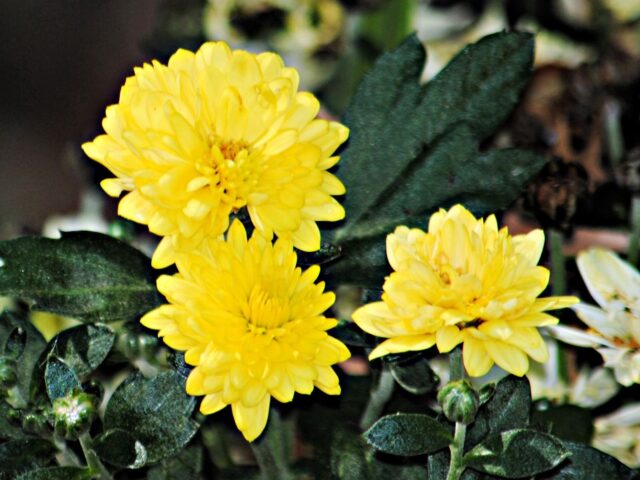 Sunny yellow mums are lovely for Autumn